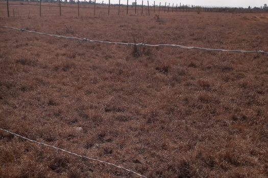 Victorias plots at Jujafarm for sale.